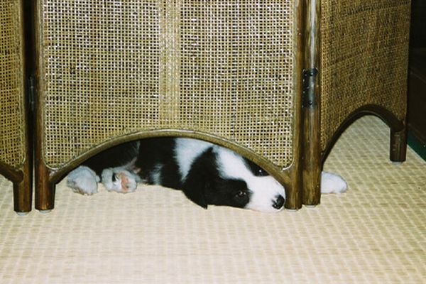 ボーダーコリー　我が家のペット「クー」ＮＯ１-10